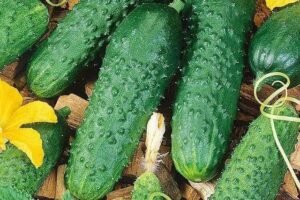 What are the benefits of eating cucumbers