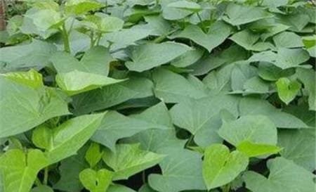 Benefits of sweet potato leave for women