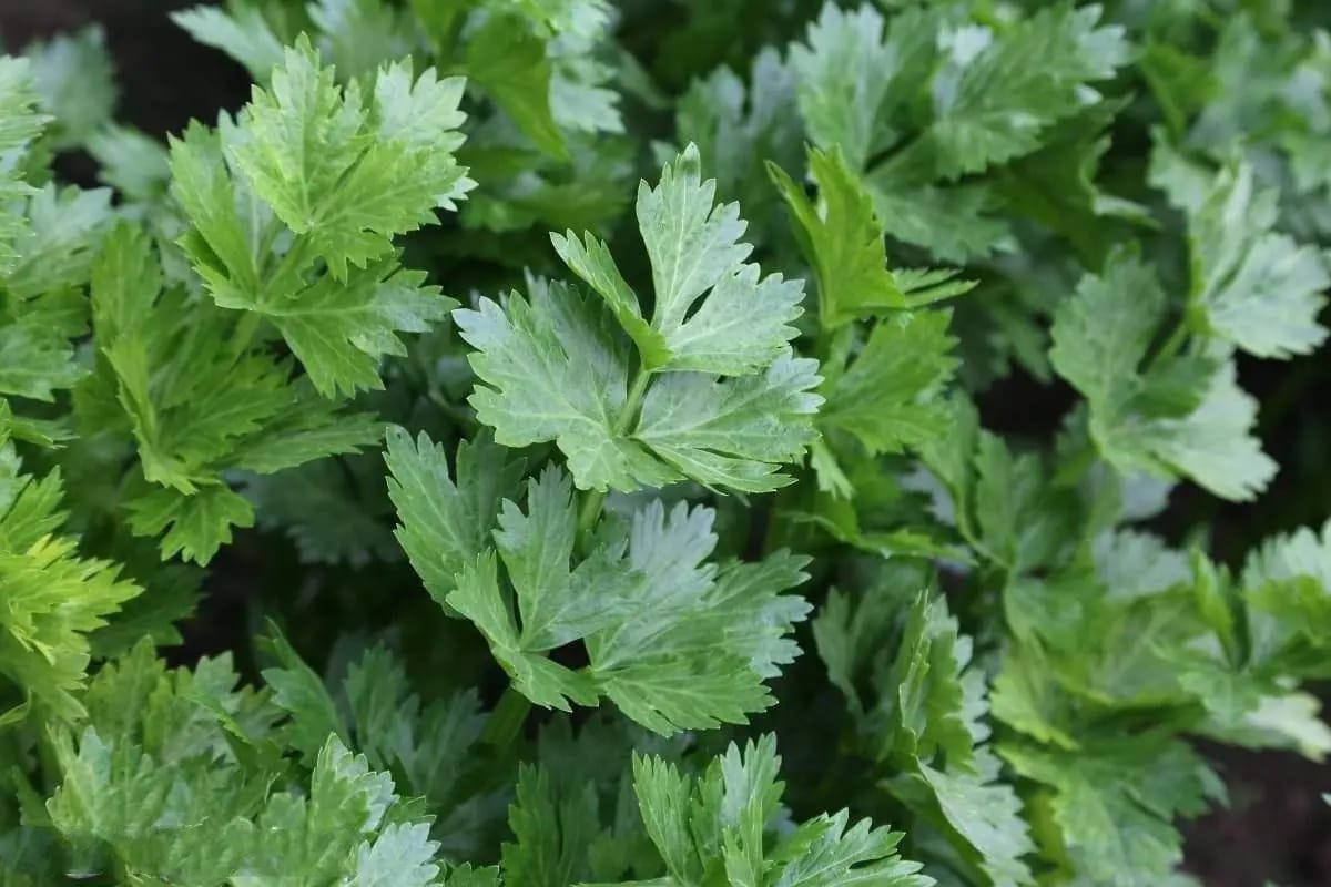 How much celery leaves eating is good for the body