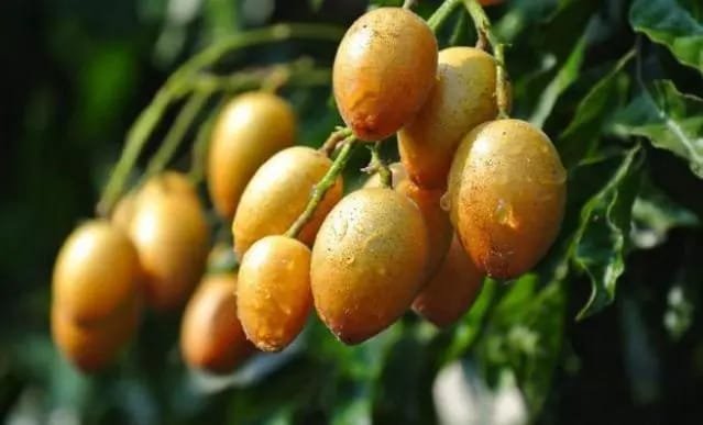 What is the role of the yellow fruit which comes in summer