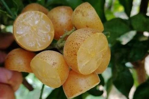 What is the role of the yellow fruit which comes in summer